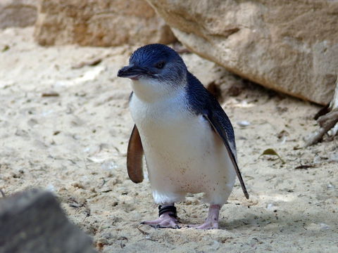 Granite Island Nature Park - Guided Penguin Tours - Hobart Tourism 0
