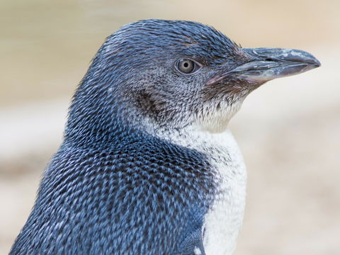 Granite Island Nature Park - Guided Penguin Tours - Hobart Tourism 1
