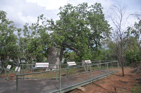 Gregory's Tree, Timber Creek - Tourism TAS 1