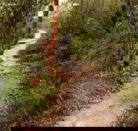 Great North walk - Brisbane Water National Park - Tourism TAS