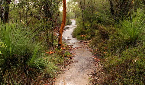 Great North Walk - Brisbane Water National Park - Tourism TAS 0