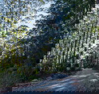 Hastings Forest Way Touring Route - Tourism TAS