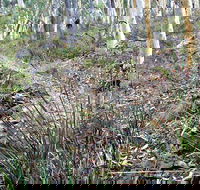 Historic Water Race Walking Track - Hobart Tourism