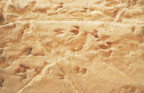 Lark Quarry Conservation Park - Tourism TAS 2