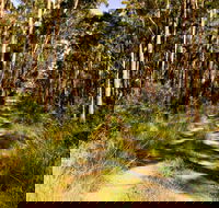 Mining Road Fire Trail Old Gibber Road Rire Trail - Tourism TAS