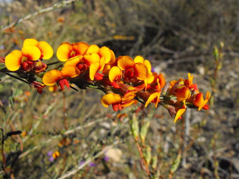 Nail Can Hill - Tourism TAS 2