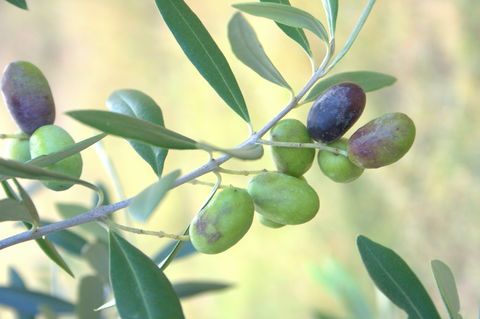 Olives Of Beaulieu - Tourism TAS 2
