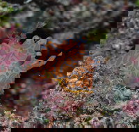 Pelorus and Orpheus Islands - Hobart Tourism