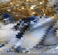 Penguin Island - Tourism TAS