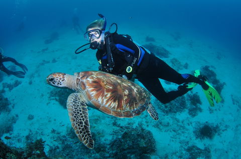 Second Reef Dive Site - Tourism TAS 0