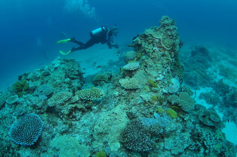 Second Reef Dive Site - Tourism TAS 1