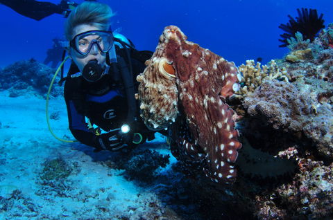 Second Reef Dive Site - Tourism TAS 2