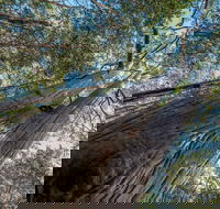 Wallumatta Nature Reserve - Tourism TAS