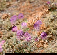 Walpa Gorge walk - Hobart Tourism