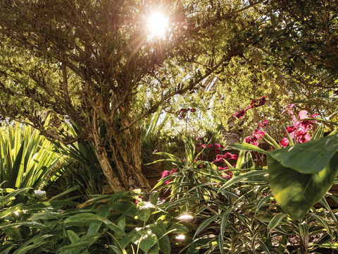 Wendy Whiteley's Secret Garden - Tourism TAS 1