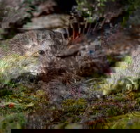 Wildlife Wonders - Hobart Tourism