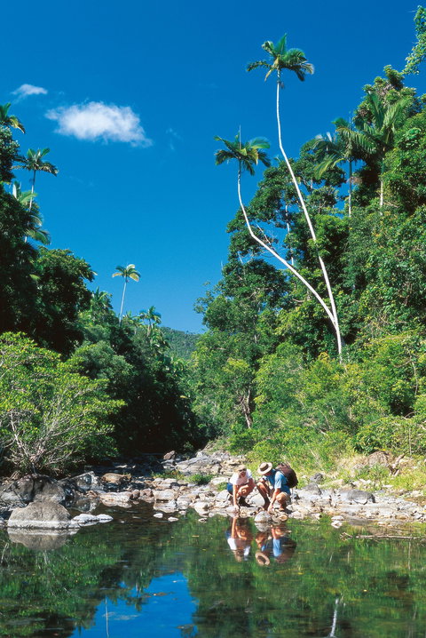 Airlie Beach To Cedar Creek Falls - Tourism TAS 1