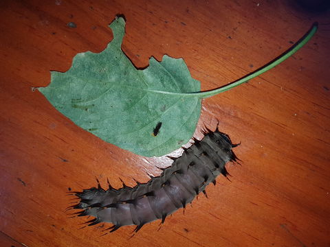 Batchelor Butterfly Farm & Pet Garden - Hobart Tourism 0