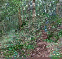 Blackbutt walking track - Tourism TAS