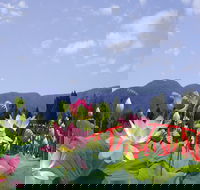 Blue Lotus Water Garden - Tourism TAS