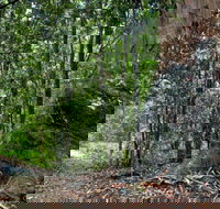 Blue Gum loop trail - Tourism TAS