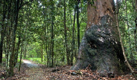 Blue Gum Loop Trail - Hobart Tourism 0