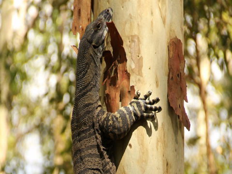 Blue Gum Hills Regional Park - Hobart Tourism 0