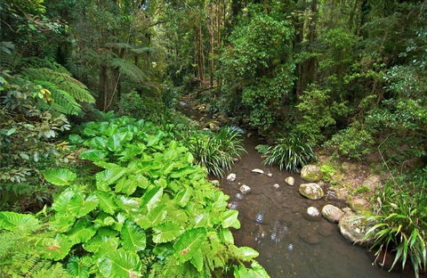 Brindle Creek Picnic Area - Hobart Tourism 0