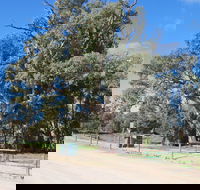 Giant Gum Tree - Hobart Tourism