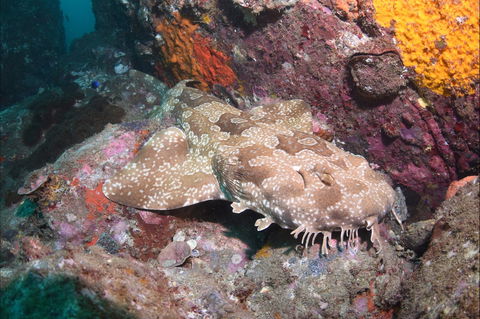Hanging Rock Dive Site - Tourism TAS 1
