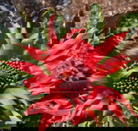 Inverawe Native Gardens - Tourism TAS
