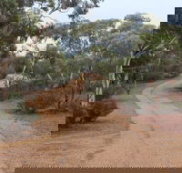 Karlkurla Bushland Park - Tourism TAS
