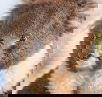 Kyabram Fauna Park - Tourism TAS