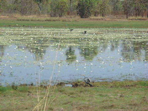 Leaning Tree Lagoon Nature Park - Tourism TAS 0