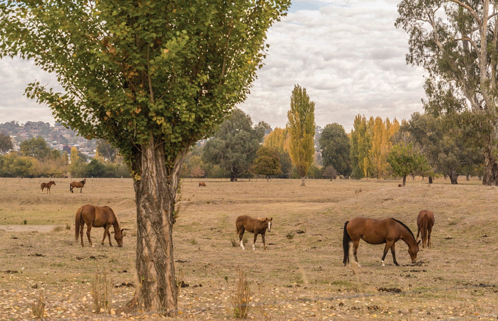 Lemington NSW Tourism TAS