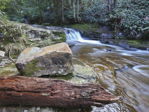 Liffey Falls Reserve - Hobart Tourism 0