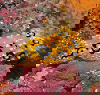 Magic Mountain Dive Site - Tourism TAS