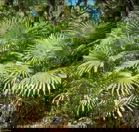 Mungo Rainforest Walk - Tourism TAS