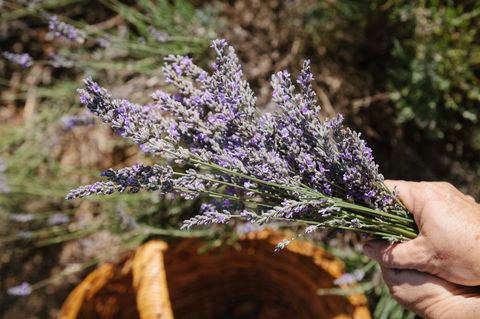 Nannup Lavender Farm - Tourism TAS 2