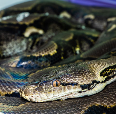 Serpentarium Wildlife Park Tasmania - Tourism TAS 1