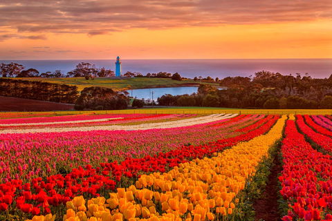 Table Cape - Tourism TAS 0