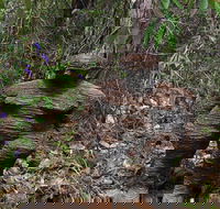 Understory Art In Nature - Tourism TAS