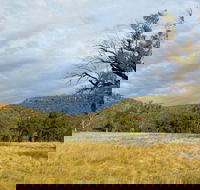 Weddin Mountains National Park - Tourism TAS