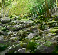 Wodi Wodi Walking Track - Tourism TAS