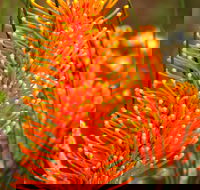 Wongan Hills Wildflowers - Tourism TAS