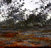 Woylie Walk Dryandra Woodland - Tourism TAS
