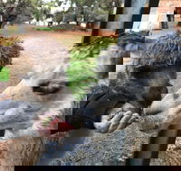 Alpaca Farm Experience at Crookwell - Hobart Tourism