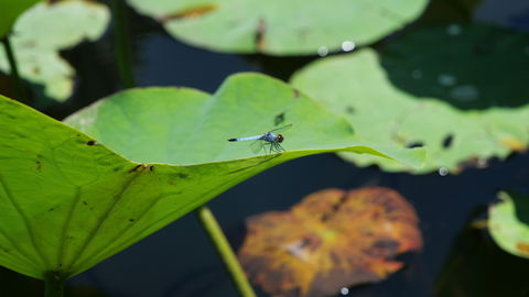 Anderson Park Botanic Gardens - Tourism TAS 1