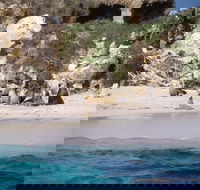 Australian Sea Lions - Tourism TAS