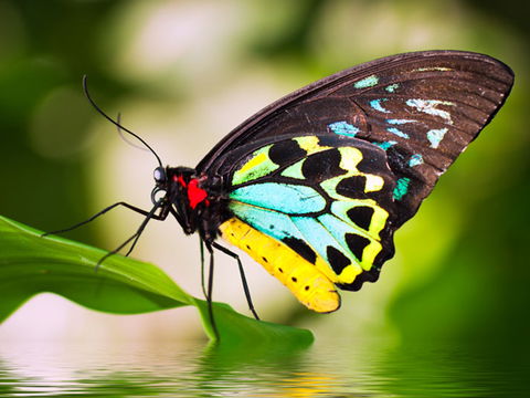 Australian Butterfly Sanctuary - Tourism TAS 1